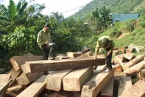 Kỷ luật lãnh đạo dùng xe công chở gỗ lậu