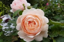 Ghé thăm vườn hồng không mất phí và đẹp hơn lễ hội hoa hồng