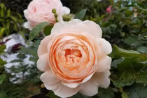 Ghé thăm vườn hồng không mất phí và đẹp hơn lễ hội hoa hồng