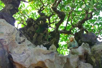 Lộc vừng đại thụ 400 triệu “chờ” đại gia đến rước