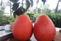 Những loại hoa quả thực phẩm tiến vua giá chát gây sốt dịp Tết