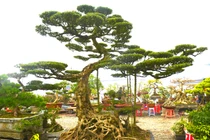 Đại gia An Giang chi 1,2 tỷ rinh cây sanh cổ về chơi Tết