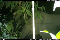 Voi rừng xuất hiện liên tiếp ở Hà Tĩnh