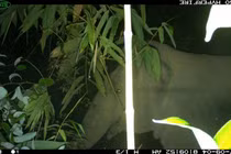 Voi rừng xuất hiện liên tiếp ở Hà Tĩnh