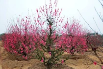 Cách chọn đào quất mang đến bình an, may mắn ngày Tết