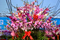 Chưa đến Tết, lan hồ điệp đã chào giá vài chục triệu 