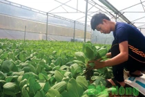 Cất bằng đại học, bỏ việc lương khá, đi xa trồng rau, thu 1 triệu/ngày