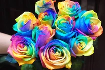 Phát sốt hoa hồng 7 sắc cầu vồng đắt đỏ siêu "hot"