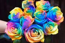 Phát sốt hoa hồng 7 sắc cầu vồng đắt đỏ siêu "hot"