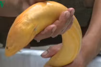 Bắt được lươn vàng "khủng" với trọng lượng gần 1 kg