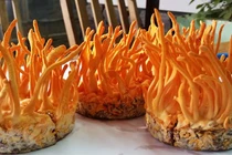 7 cách chế biến Đông trùng Hạ thảo siêu bổ cho sức khỏe không thể bỏ qua