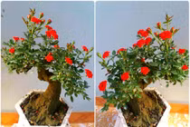 Chị em sốt xình xịch mua hồng bonsai sang chảnh về chưng Tết