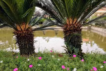 Trồng 700 cây vạn tuế, góa phụ đếm lá thu tiền