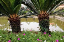 Trồng 700 cây vạn tuế, góa phụ đếm lá thu tiền