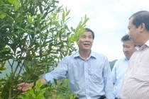 Bày cách cho người dân huyện nghèo trồng cây “tỷ đô“