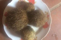 Đổ xô đi xem 4 dị vật nghi “cát lợn” quý hiếm