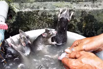 Hãi hùng cửa hàng lấy chuột cống chế biến món ăn vì thiếu chuột đồng