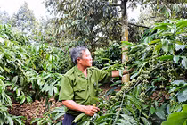 Cho 3 cây ở chung 1 “nhà”, tưởng là dở mà có tiền nhiều hơn