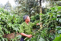 Cho 3 cây ở chung 1 “nhà”, tưởng là dở mà có tiền nhiều hơn