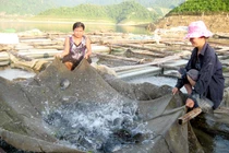 Vào thâm sơn cùng cốc, cảnh đẹp như tiên để nuôi cá sạch