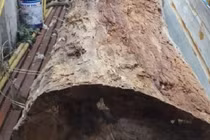 Lừa bán khúc gỗ giá... 5,5 tỉ đồng