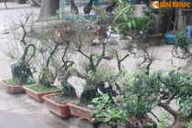 Hết Tết, đào, mai vẫn bán đầy đường