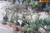 Hết Tết, đào, mai vẫn bán đầy đường