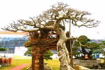 Ngắm cây sanh dáng “hồn quê đất Việt” giá hơn 2 tỷ