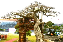 Ngắm cây sanh dáng “hồn quê đất Việt” giá hơn 2 tỷ