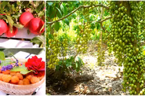 Phát thèm khu vườn quả sai trĩu cành của đại gia Việt 