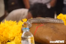 Giải mã sự linh thiêng của "rắn thần" ở mộ "bà ăn mày" Quảng Bình