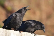 Giải điềm báo chim bay, rắn bò vào nhà dưới góc nhìn phong thủy