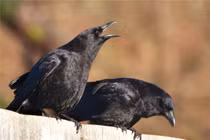 Giải điềm báo chim bay, rắn bò vào nhà dưới góc nhìn phong thủy