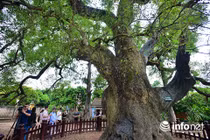 Ngắm cây dã hương nghìn tuổi độc nhất vô nhị TG ở Việt Nam