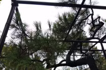 Ngắm cây thông trăm tuổi có dáng kỳ dị bậc nhất Hoàng Thành triều Nguyễn