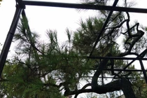 Ngắm cây thông trăm tuổi có dáng kỳ dị bậc nhất Hoàng Thành triều Nguyễn