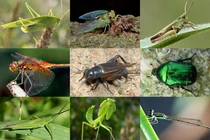 Bồi hồi nhớ món “đồ chơi đặc biệt” đã mất của trẻ Hà Nội