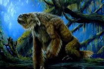 Những bí ẩn trong rừng rậm Amazone vẫn chưa được giải đáp