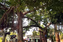 Kỳ thú cây đa 9 gốc 500 năm tuổi ở ngoại thành Hà Nội