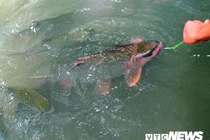 Giải mã chuyện chưa biết về loài cá thần lạ lùng ở xứ Thanh 