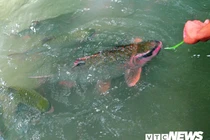 Giải mã chuyện chưa biết về loài cá thần lạ lùng ở xứ Thanh 