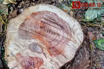 Sự thật rùng mình về chất ướp xác quý tộc trong sưa đỏ 