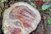 Sự thật rùng mình về chất ướp xác quý tộc trong sưa đỏ 