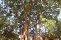 Ly kỳ chuyện ngôi miếu có xà tinh làm “vệ sĩ”