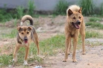 Bị chó nhà cắn, bé gái 4 tuổi tử vong: Bệnh dại nguy hiểm sao?