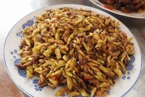 Video: Hết hồn với món đặc sản được ví như “tôm rừng” của Tây Nguyên