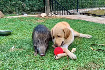 Video: Lợn rừng trở thành thú cưng trong nhà và cái kết bất ngờ