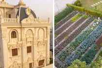 Video: Vườn rau trong khu nhà giàu cũng phải “khác bọt”