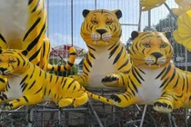 Video: Biểu cảm dễ thương của những chú hổ linh vật đến từ Tây Nguyên