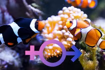 Video: Kinh ngạc những loài động vật có khả năng tự “chuyển giới”